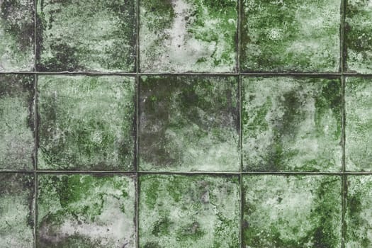 Mold texture tile fungus old green dirty background wall lichen grunge mildew surface