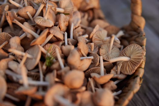 close up photo of edible mushrooms in a wicker basket