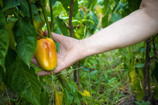 hands hold and show sweet ripe pepper on a bush in the garden