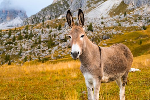 Donkey looks at the camera standing on the Passo Giau slope