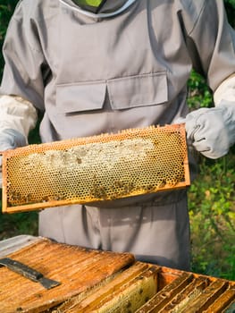 Beekeeper removing honeycomb from beehive. Person in beekeeper suit taking honey from hive. Farmer wearing bee suit working with honeycomb in apiary. Beekeeping in countryside - organic farming