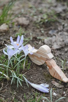 Wooden toy birds and purple crocuses blooming in their natural environment in the forest. Spring background