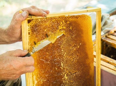 Beekeeper cuts off the wax from honeycomb frame. Production of fresh honey and tool for extraction of honey