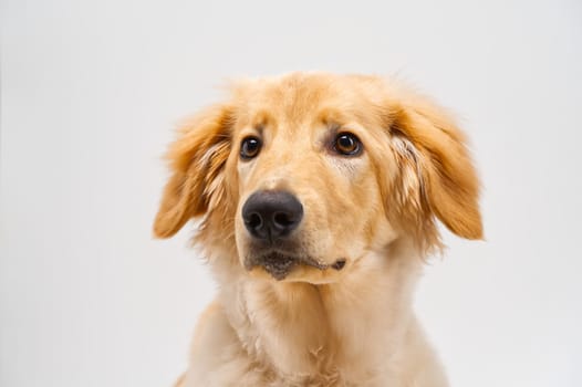 Portrait of beautiful golden hovawart isolated. six month old hovawart blonde puppy