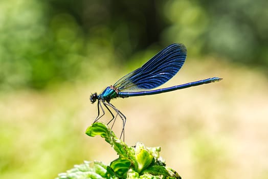 Black, Blue dragonfly close up SOA deep blue dragonfly sits on the grass dragonfly in nature habitat