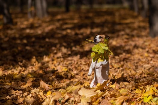 Jack Russell Terrier dog holding a yellow maple leaf on a walk in the autumn park.