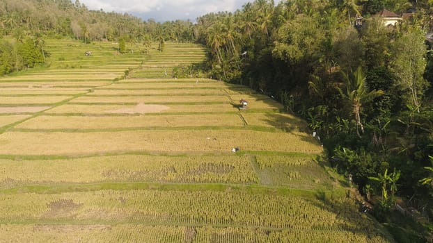 rice fields with agricultural land in indonesia