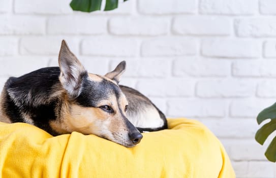 Cute mixed breed dog lying on yellow bed at home falling asleep , home plants on the background
