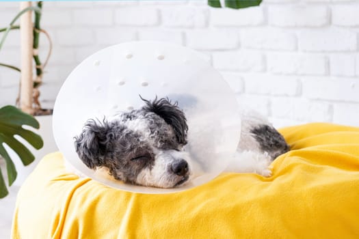 Cute mixed breed dog wearing protective cone collar after surgery, medical tools and equipment.