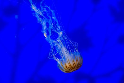 Floating Jellyfish Japanese Sea Nettle