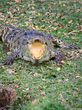 Image of a crocodile on the grass. Reptile Animals.
