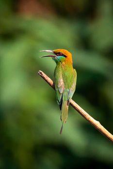 Image of Green Bee-eater bird(Merops orientalis) on a branch on nature background. Bird. Animals.
