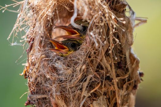 Image of baby birds are waiting for the mother to feed in the bird's nest on nature background. Bird. Animals.