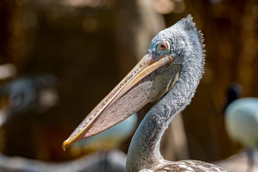 Image of Spot-billed pelican ( Pelecanus philippensis). wild animals.