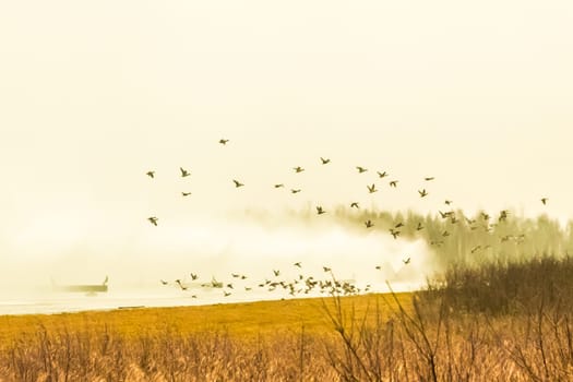 Birds animals leave and fly away from a polluted toxic poisonous dirty nature zone in the field