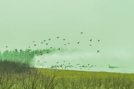 Birds animals leave and fly away from a polluted toxic poisonous radioactive zone in the field.