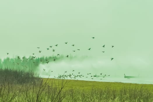 Birds animals leave and fly away from a polluted toxic poisonous radioactive zone in the field