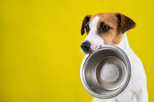 Hungry jack russell terrier holding an empty bowl on a yellow background. The dog asks for food.