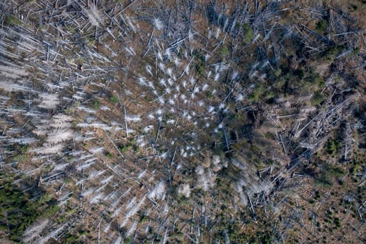 Dead and Decaying Forest Affected by Bark Beetle