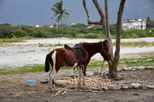 Horse tied to a tree on the coast with a palm tree in Xincheng, Taiwan