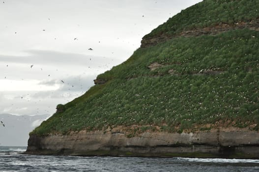 Beautiful view of a flock of puffins flying over the sea near the hill in Iceland