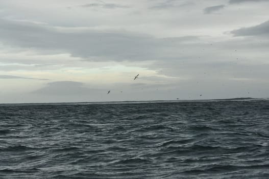 Beautiful view of the ocean with a colony of puffins in the cloudy sky in Iceland
