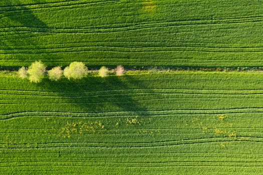 Aerial view of a wheat field in spring 
