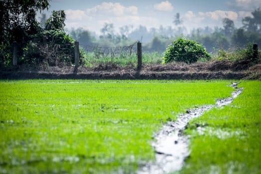 Nature of rice field on rice paddy