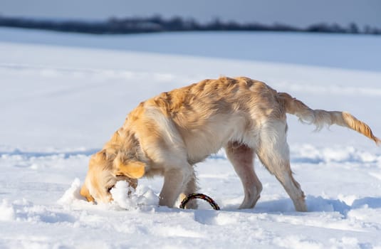 Funny dog digging snow
