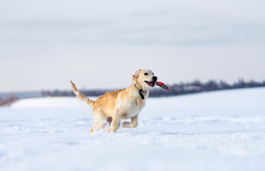 Dog rushing through snow