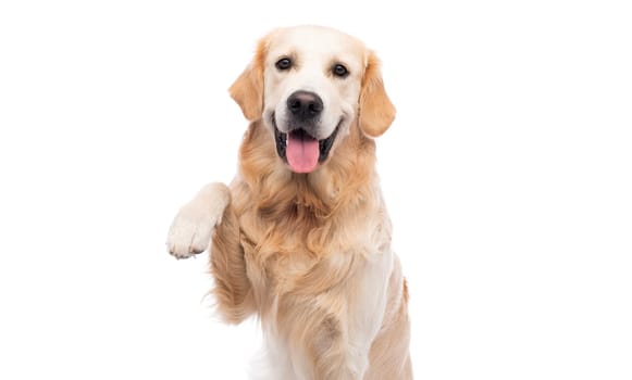 Golden retriever dog giving paw
