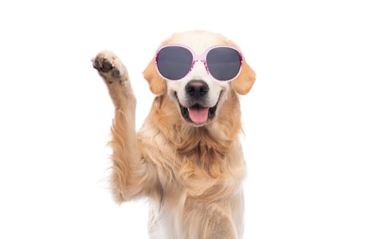 Golden retriever dog in glasses giving paw
