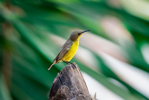 Bird (Olive-backed sunbird) on tree in nature wild