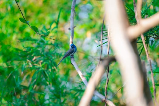 Bird (Black-naped Monarch) on tree in nature wild