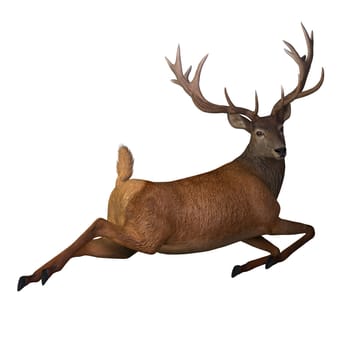 Red Deer Jumping