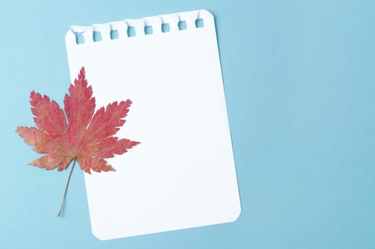 The Blank note paper with dried maple leaf on blue background for your text or message.