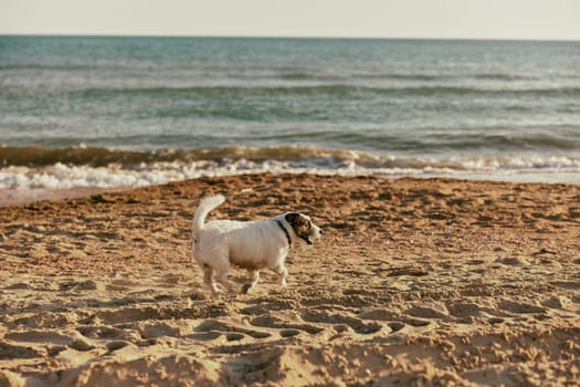 a small spotted dog runs along the beach on a sunny summer day