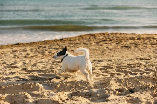 a small, cute, bright dog runs in the summer to the sea during sunset