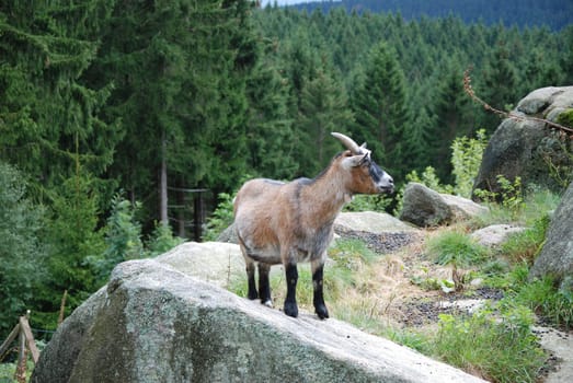 Young billy goat on a rock in the Harz Mountains in Germany