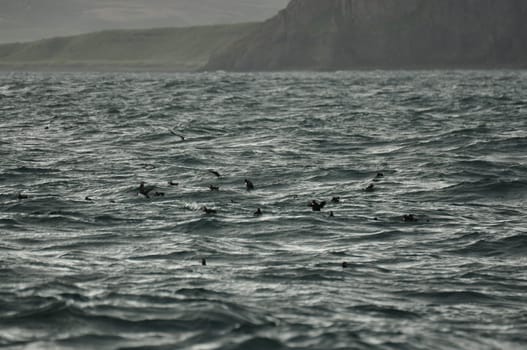 Beautiful view of a flock of puffins flying over the sea in Iceland