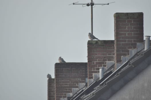 Row of pigeons on top of building chimneys with the grey overcast sky in the background
