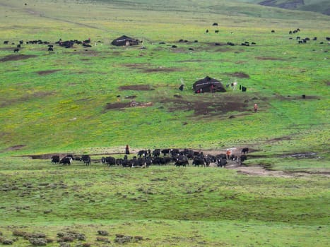 Tibetan grazing areas and farming fields
