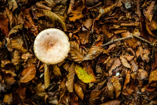 magic poisonous mushrooms with forest leaves