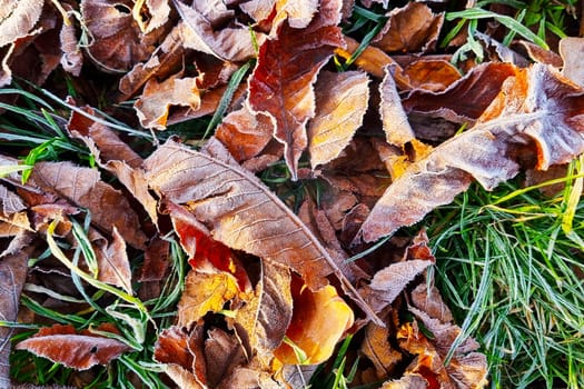 Fallen leaves of a tree on the ground with frost.