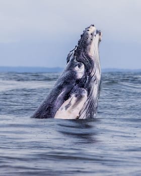 Humpback whales swimming in Costa Rica