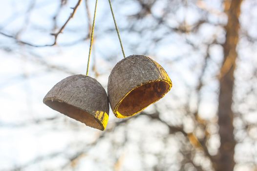 Coconut fruit shell hanging on a tree branch. Simple authentical decor in spring garden.