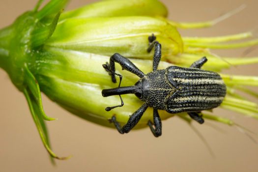 Image of Otiorhynchus bug (sometimes Otiorrhynchus) on the flower pollen. Insect. Bug. Animal