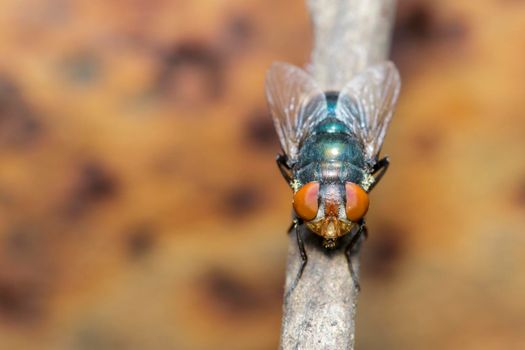 Image of a flies (Diptera) on brown branch. Insect. Animal.
