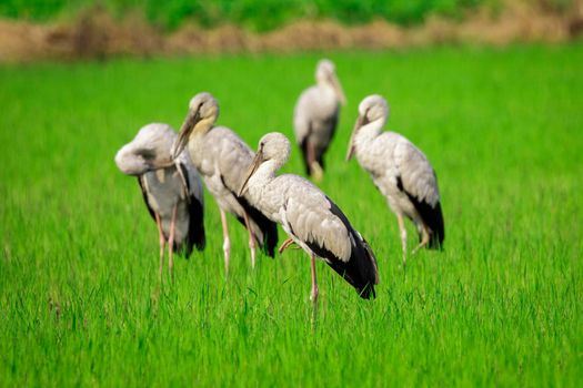 Image of Asian Openbill Stock bird in the middle of a field on a natural background. Bird. Animal.