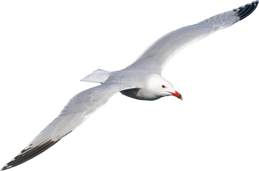 Audouin's Gull, Ichthyaetus audouinii, clipping on white background transparecia, wild life bird in flight